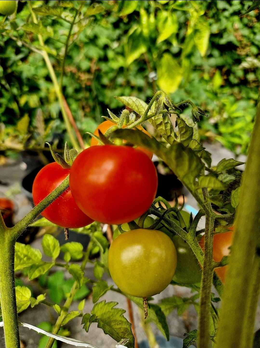https://images.ecency.com/DQmbshigD7NQMb7KVGcY5UFq7fkKLuwKLSuGo6MJz8nCf5i/1754126430885.jpg