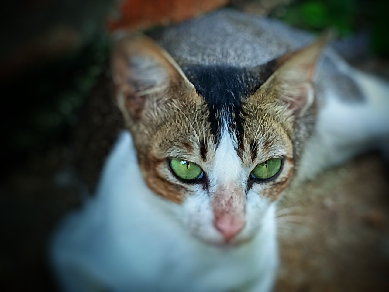 https://images.ecency.com/DQmbzWLAihH62YAxhkShqDDBU1bsafsLqQtTVgoZfniW23f/1751878403868.jpg
