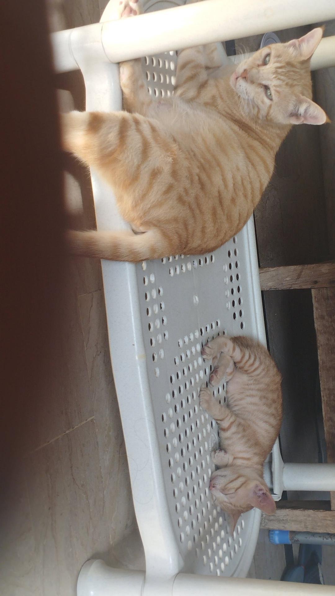 my beautiful cats 