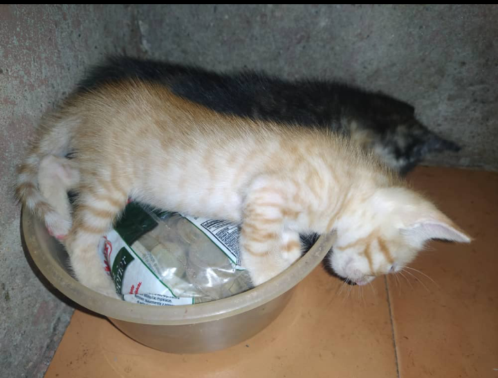 The Kittens🐱 are very playful as they fall asleep together anywhere// Los Gatitos🐱 están muy juguetones mientras se duermen juntos en cualquier lugar 