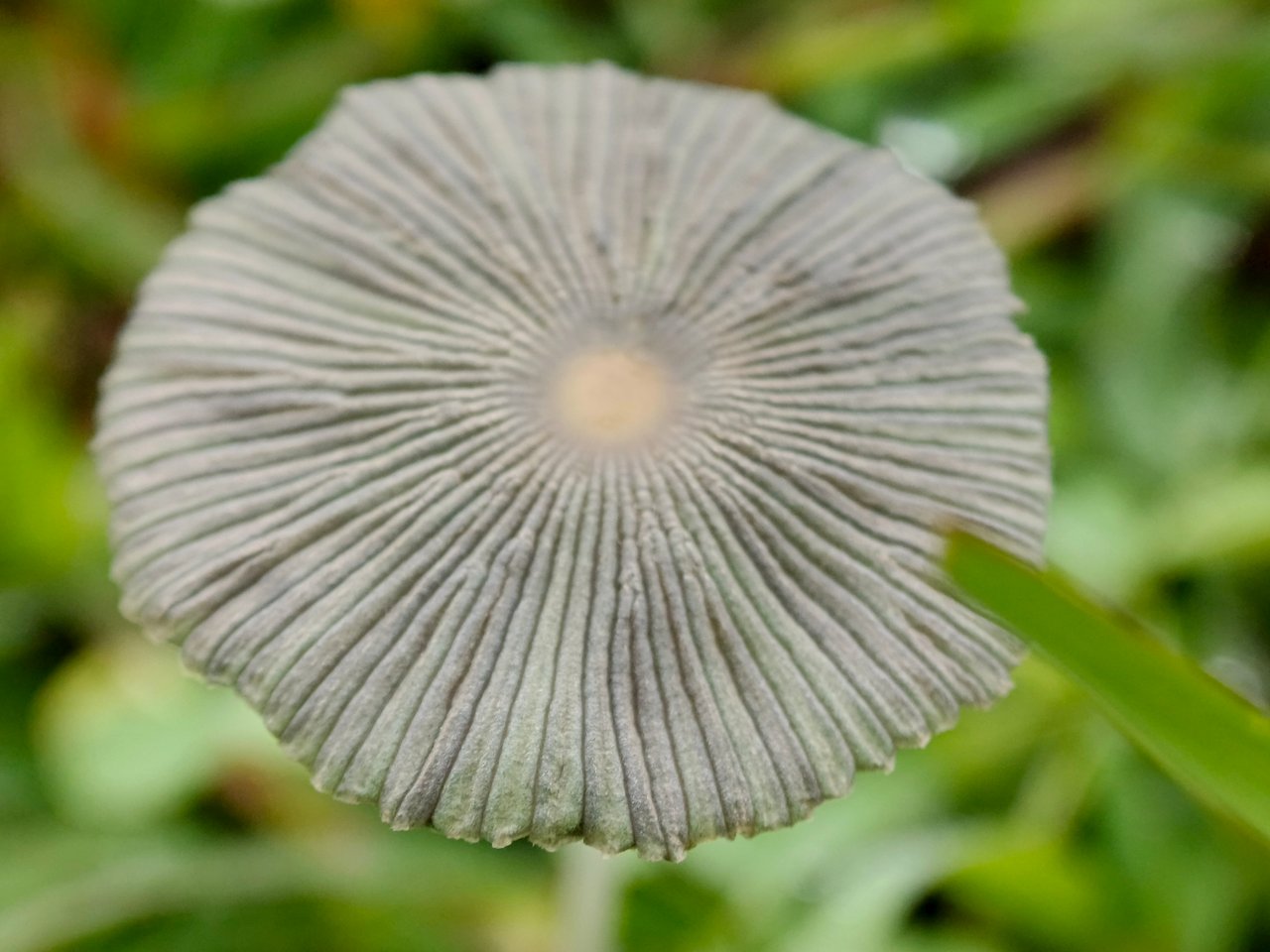 https://images.ecency.com/DQmc8R1YFxErbjxvpjEkMaVtWNEYEeodafpXVUMRwBm3SqU/1756480305120.jpg