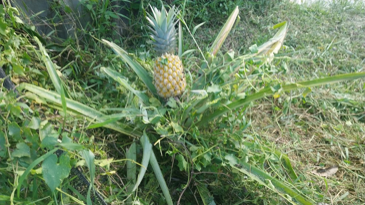 https://images.ecency.com/DQmc8xWZkGHV2yNqn3MpfY1whp1qfAdKoQ7SnRMsdvCdWj6/1746085401762.jpg