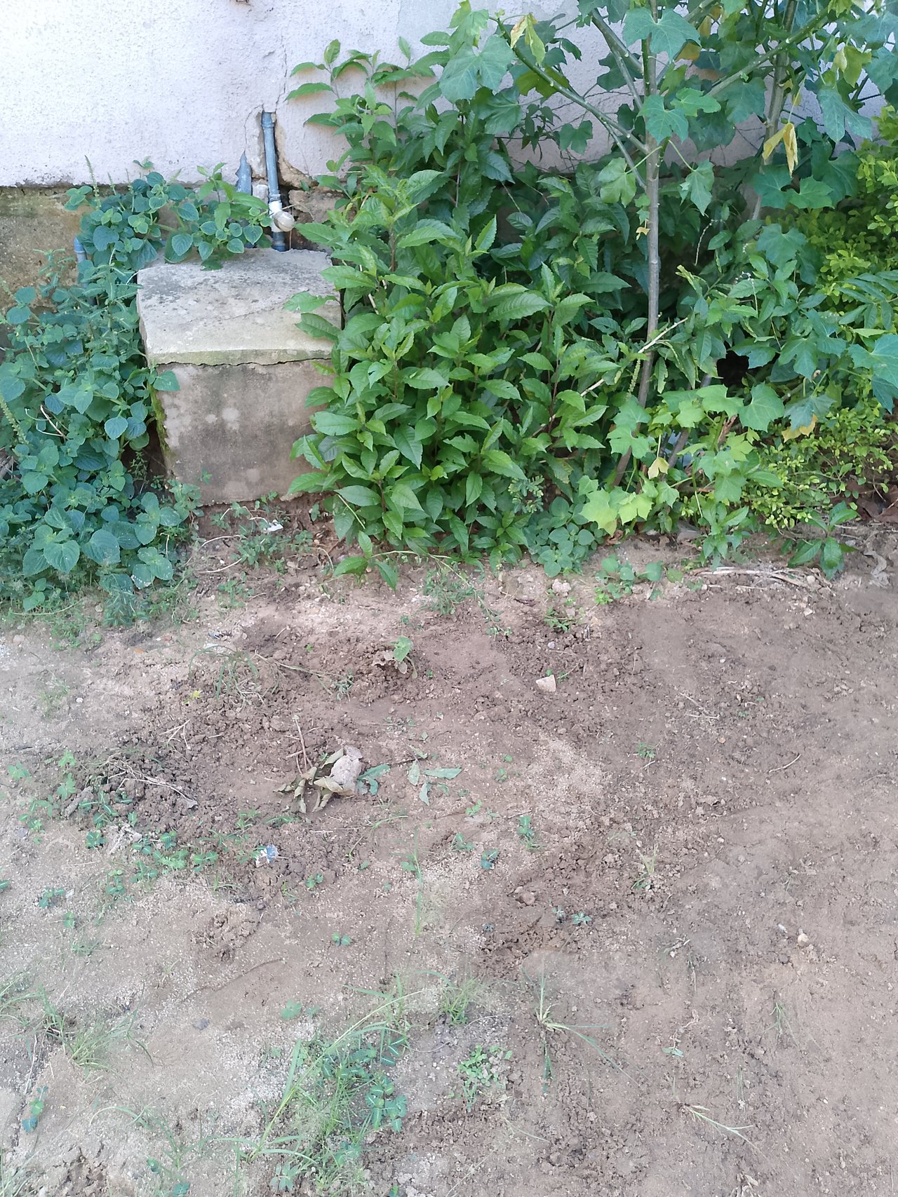 https://images.ecency.com/DQmcEKSdoPJSAfPPr6pioCqYdgNguKkxz7vGQ5joib8LKZf/1751044548917.jpg