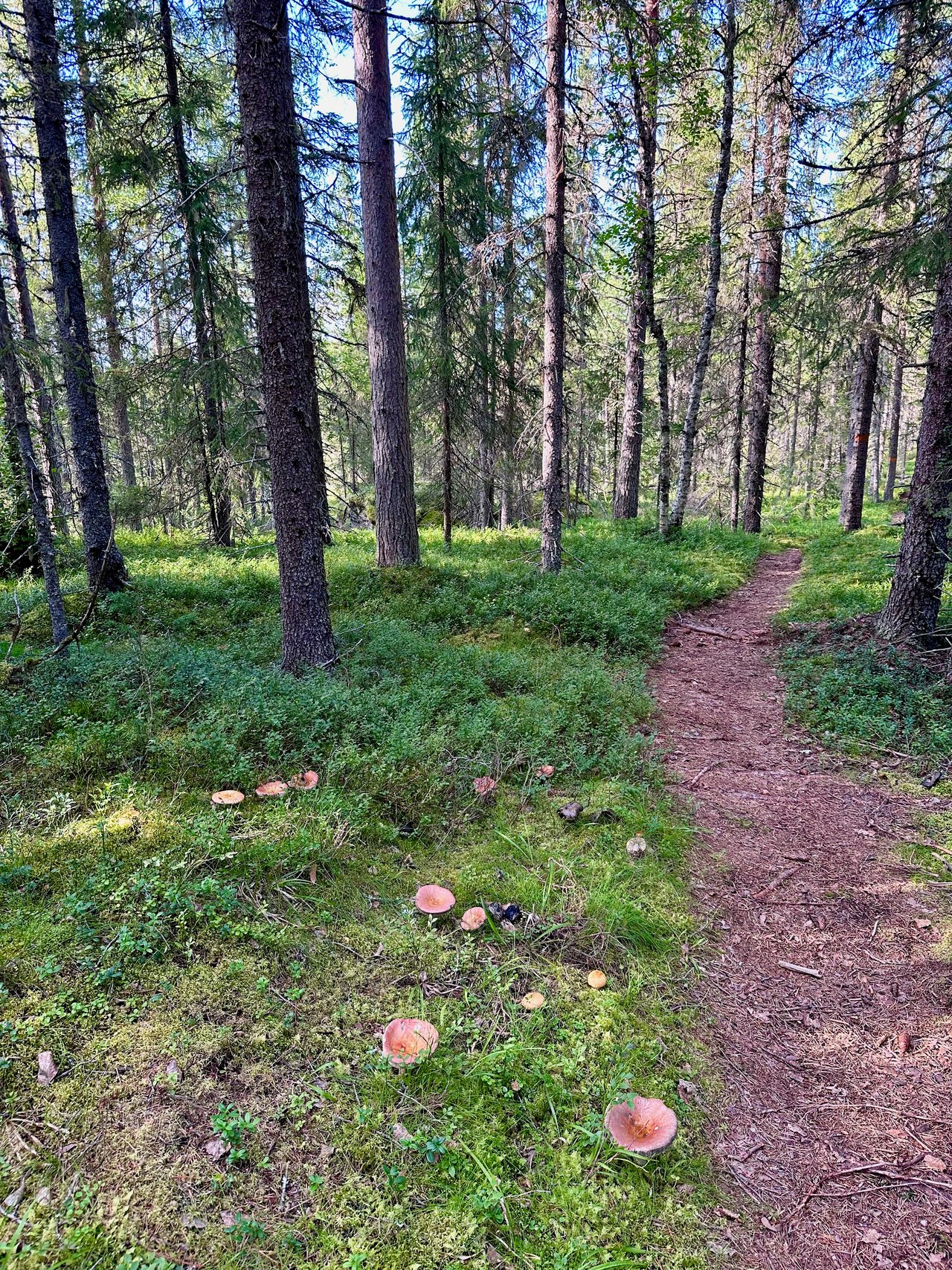 https://images.ecency.com/DQmcF5V48DqPsnEBVYMsKYDpZ3ouozPgxHgFytsMEyUZmha/img_6991.jpeg