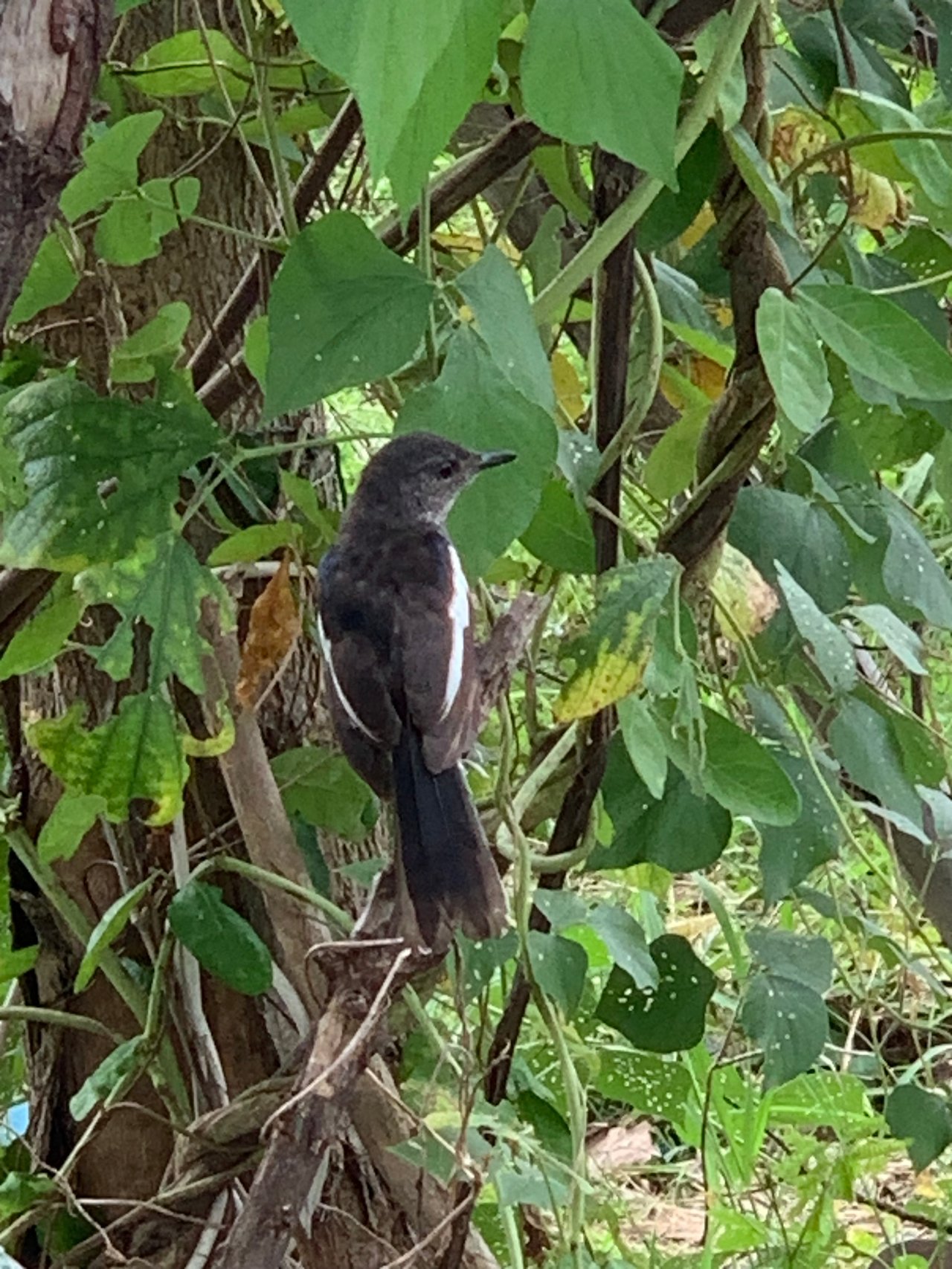 https://images.ecency.com/DQmcPSerLTWtvhiyVTdHtfHPjz5qycLSt6BJMJrMQF86fLr/nature100.jpg