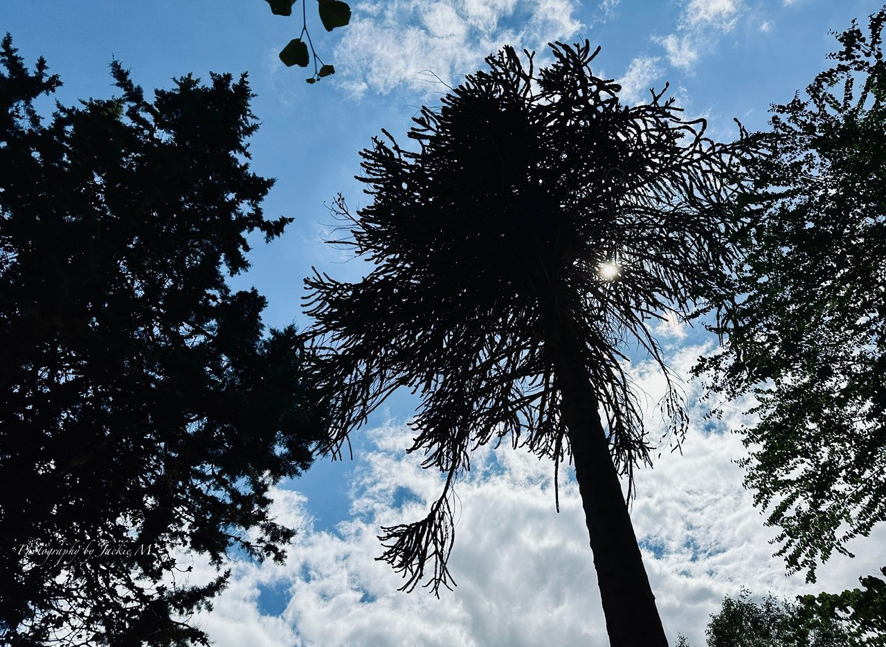 https://images.ecency.com/DQmcR5fWj3Ag1VZ99Tg7Nbo9D4ugcskEZt4gZK9KcbNnkp1/img_5637.jpeg