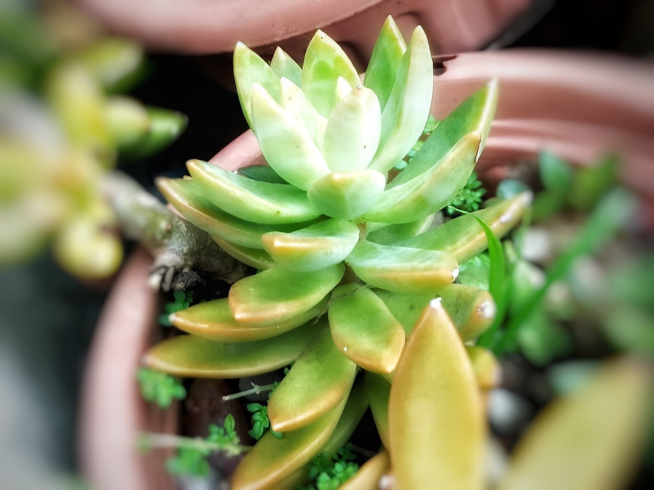 https://images.ecency.com/DQmcTJZT6CbD5rs6xDXk9e1GphixH4G8R4Zx2LyZpDosGUQ/1751124873952.jpg
