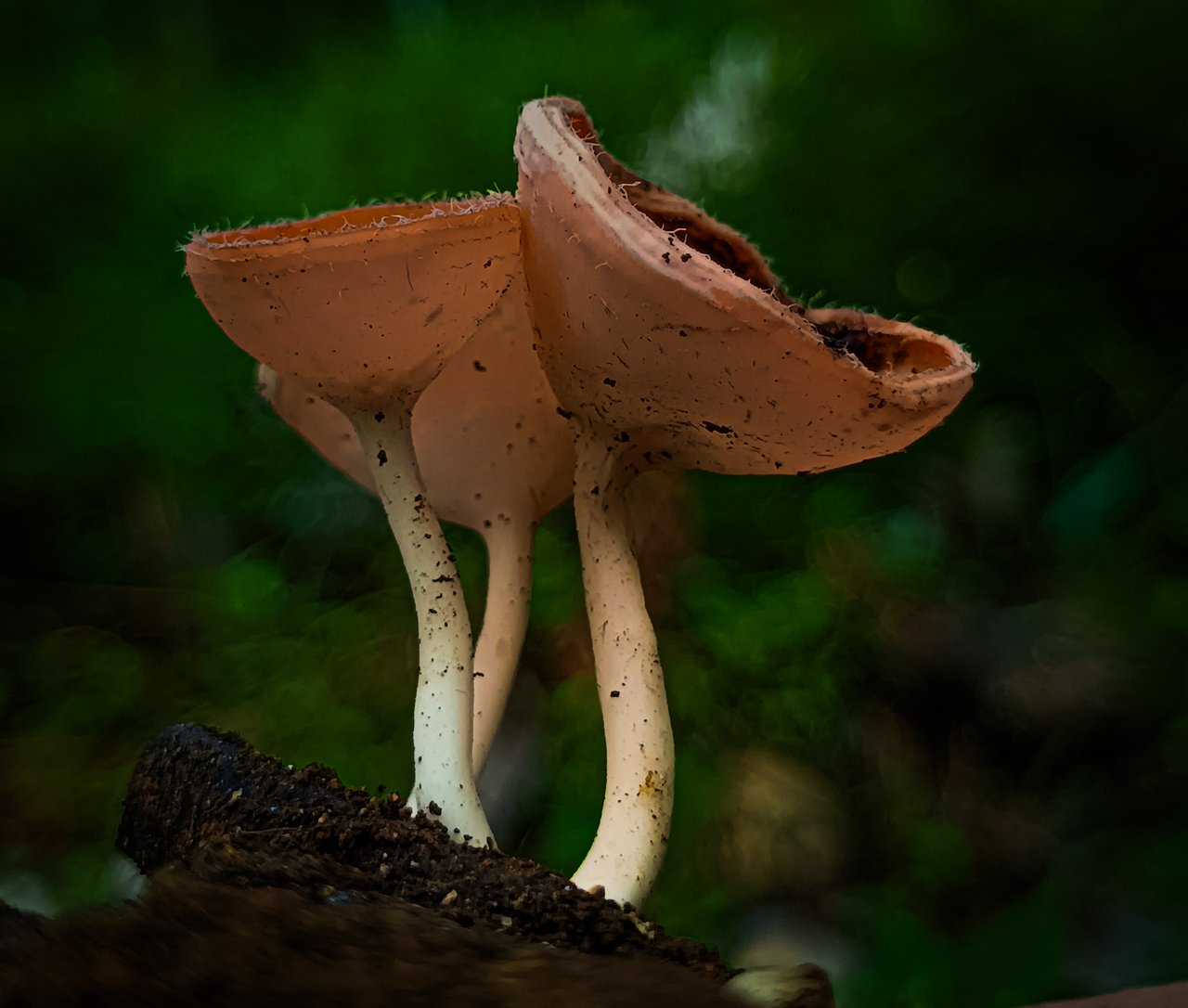 https://images.ecency.com/DQmcVufQMhaJomBevBtkuJyENeCeHWUDUgbEXexBifbxbq7/1744272755303.jpg