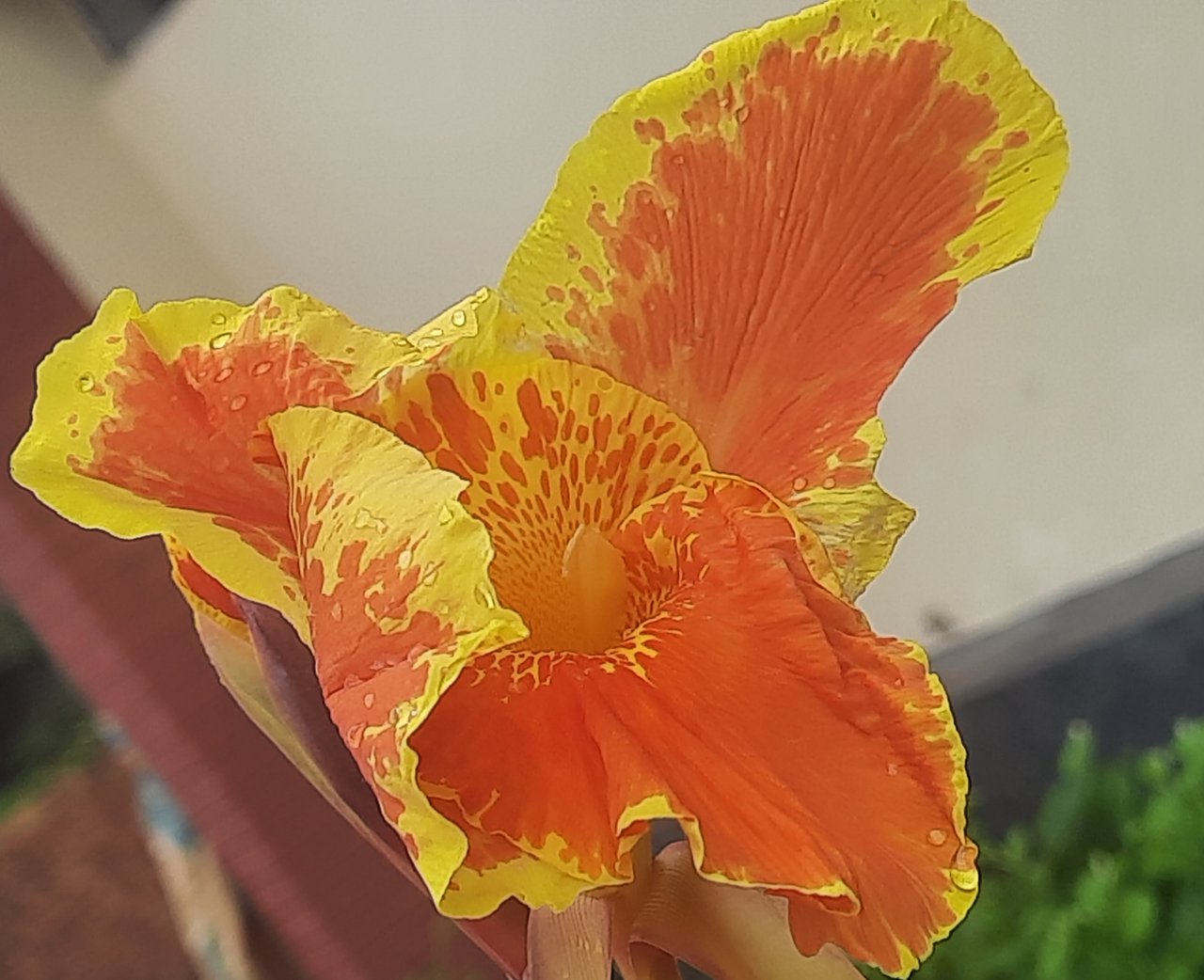 https://images.ecency.com/DQmcaYuAJ9694XziuEhhPkeUhw1MXJWhDKQJj2NPP7xMJic/20250626_132602.jpg