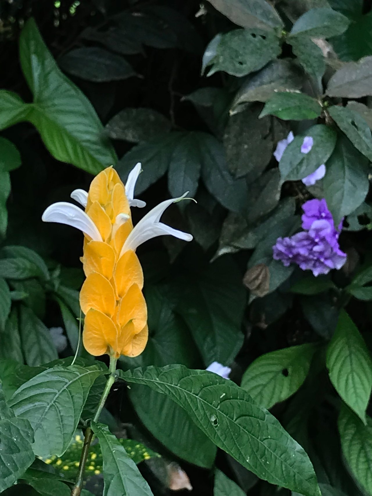 https://images.ecency.com/DQmckSTmVzMeWBmTkJMi8zjcgtqx2HXAMTPYHeUncXucuQX/974fac75_2857_4682_af5b_a10870e59531.jpeg