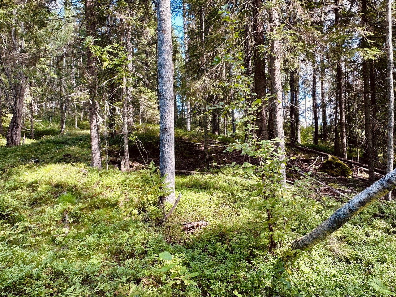 https://images.ecency.com/DQmcma6nzybrKacwQYmSeMfKa2PzPVnEuQ9Vpj3ZhJ34Ndp/img_6723.jpeg