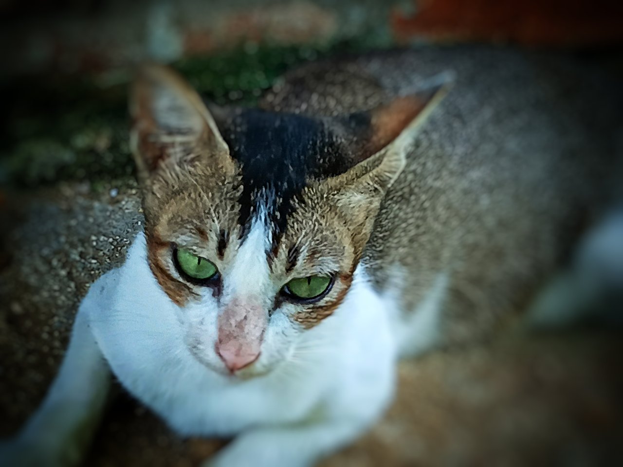 https://images.ecency.com/DQmcuR4vWmZZWbKUGW48fqsFNW8TFfW5DNTtjqXLw23mPcF/1751878403736.jpg