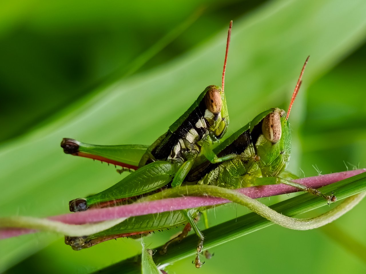 https://images.ecency.com/DQmd4Kx1isE3BQjd7DbbpkAUGgHLYdLSeDAcWCnvxEeVJKn/1722068222755.jpg