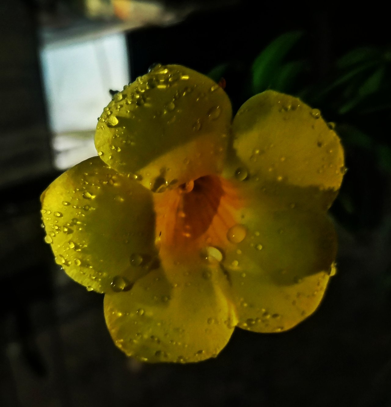 https://images.ecency.com/DQmdDPdcgT5MinwmCELG32HV5dgVEcUYzg18hSLfy4az5WS/img_20231129_191030_edit_126925821215005.jpg