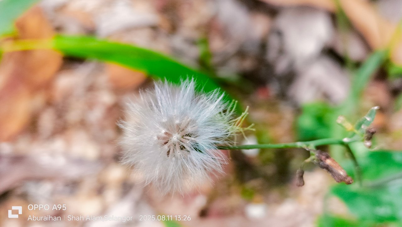 https://images.ecency.com/DQmdFS3ybdPTyuSK6xFjnW8gDpPVowRsMFfBsdkU8p81NXa/1754993807346.jpg