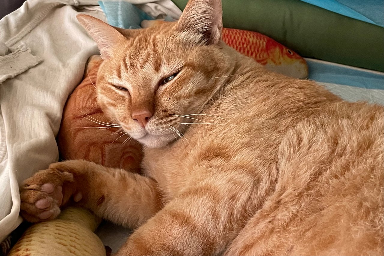 Happy Caturday: orange cats slept most of the day.