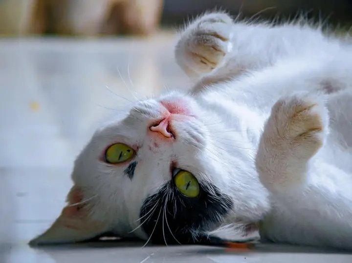 https://images.ecency.com/DQmdKEiXvTKPeejXWEmoPmABfYE4HufuKVBBM1cr5vFDPXM/1749833468166.jpg