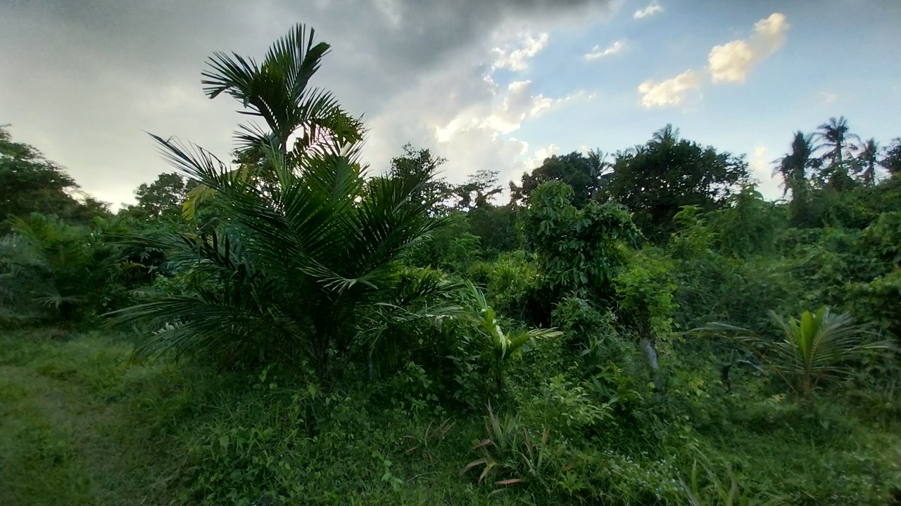https://images.ecency.com/DQmdNTbcEssX7SBMrzsQJsLH3BHzV7qg65VLQSgxdEJm9tp/1746085401334.jpg