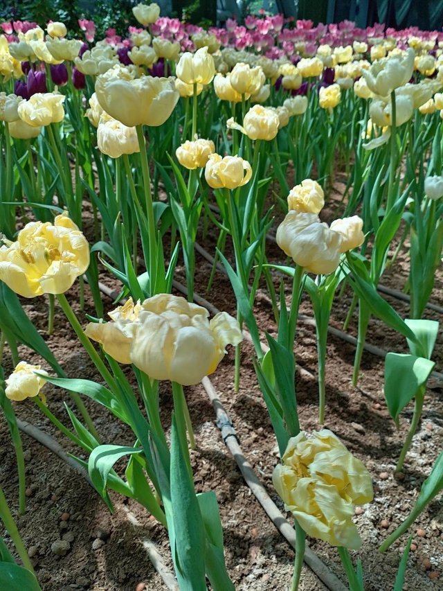 https://images.ecency.com/DQmdTkB9cujBryvnSzr2eCjjoAwd1pGnCFibdBU546ojh9H/tulips25.jpg