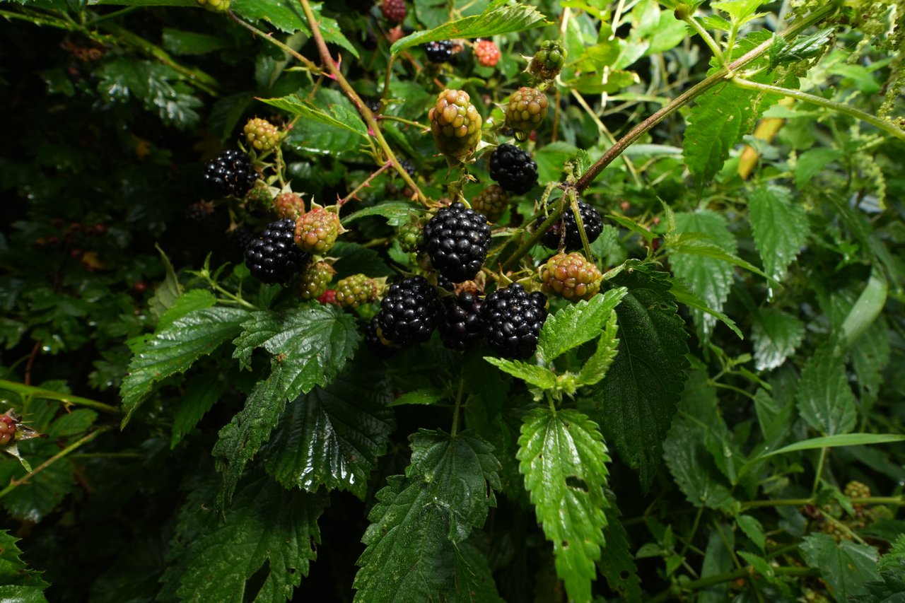 https://images.ecency.com/DQmdWKkM9gnGWk2UDtevXHuBFtyrMJiY1p3BytgWyNJ4nkG/a7403151.jpg