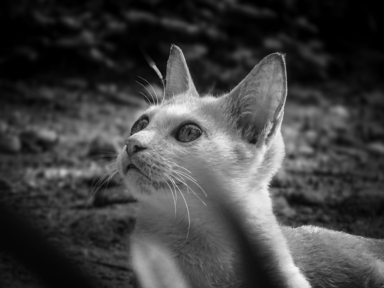 Monomad | Cat Photography Behind My House | Black And White 