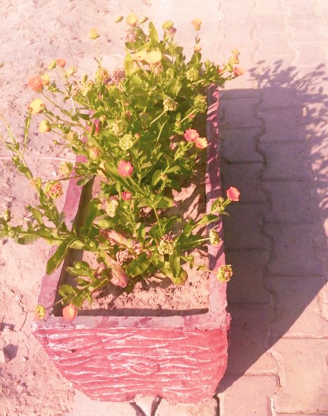 https://images.ecency.com/DQmdYCtsPH3fyjSmNaopgnA4MCi5AG3XDzp3hk9HVrfw2ki/1743656032488.jpg
