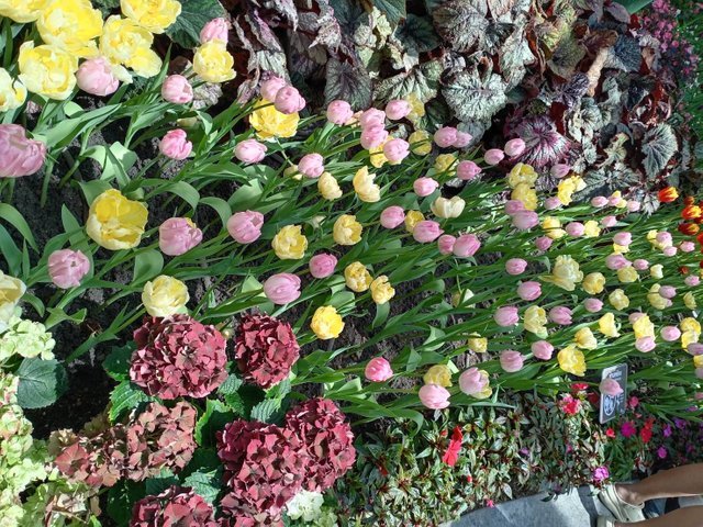 https://images.ecency.com/DQmdjTPWM5FUJoxaugSb5i3AG8c6R2AVSoAoKVibM8u5TzV/tulips27.jpg