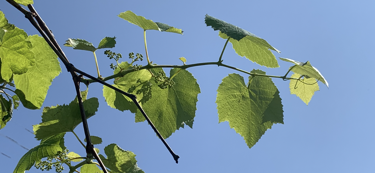 https://images.ecency.com/DQmdjcA2NeJoVD12ngCKx5B4uvXg8aA5DWkjDvBTq3njuwU/988.png