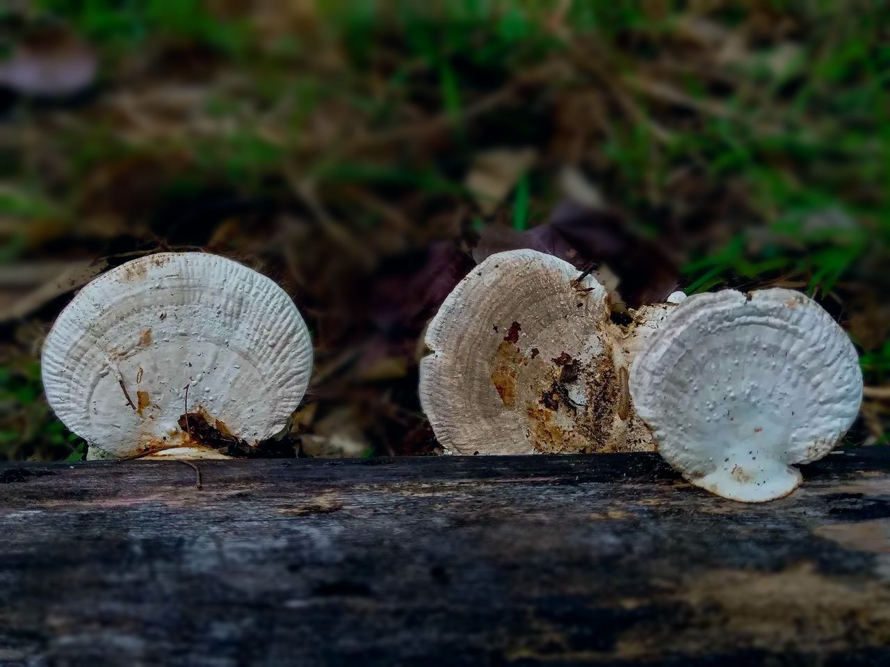 https://images.ecency.com/DQmdmrsDuEtuzHTN5pkXZUBTJvXx2zu1JJXrryDzy5Kjnzs/fungi13.jpg
