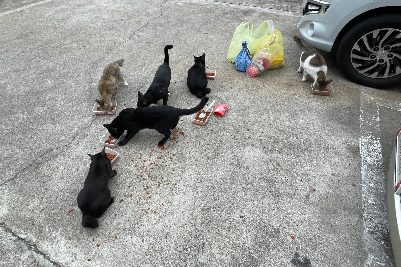 Happy Caturday: feeding temple cats on rainy day. 