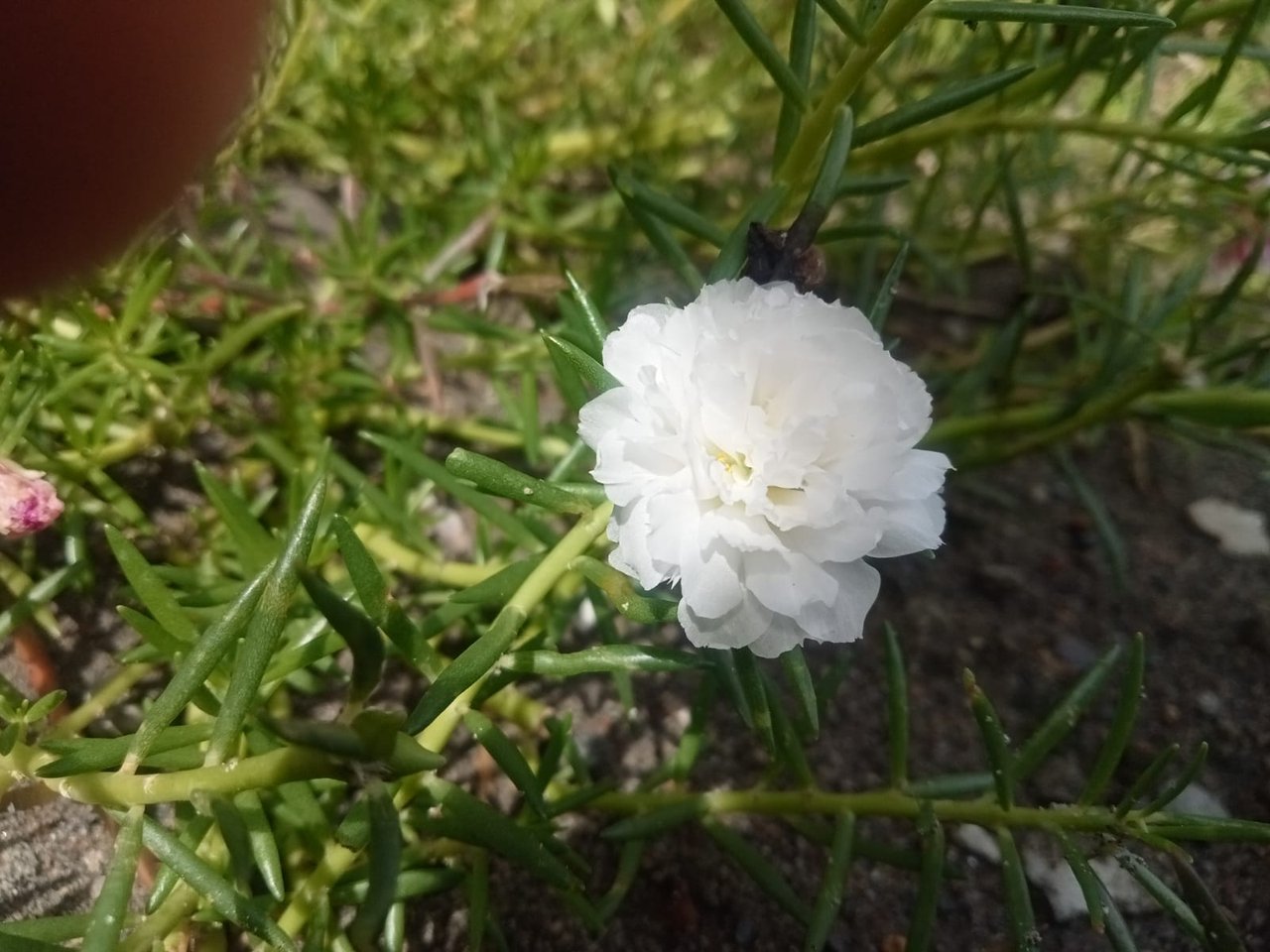 https://images.ecency.com/DQmduwCBUDoh6b5BXj245NCUxyYmwQAynX9vRpyEJEW3Gok/img_20250412_wa0031.jpg