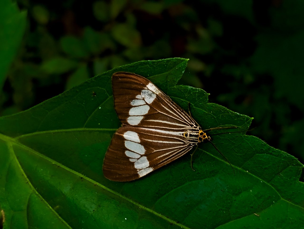 https://images.ecency.com/DQmdxQoXpYds2JK13bQStXZWDKvSNXFRa5S6LJM69J2M9Qd/1000692510.jpg