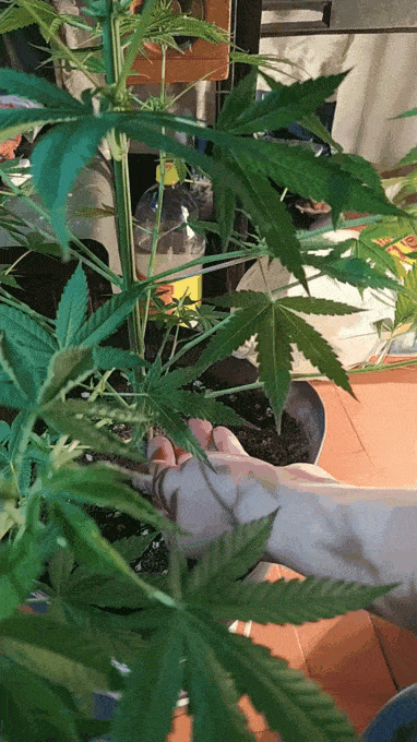 20211026_000554_1_.gif