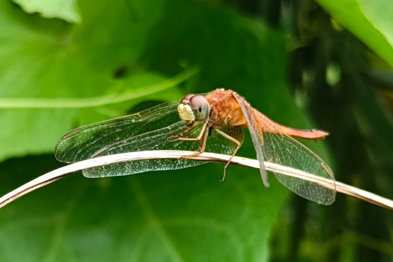 https://images.ecency.com/DQme8dfUT3ZSxRtPcSN6SsgHV8EcBKMbt73dRf2aDmmdTwe/1754452641552.jpg