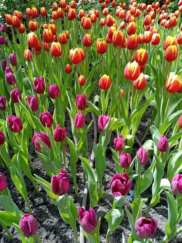 https://images.ecency.com/DQmeAuEdLswNgeCRey7E8JkXgWfaTdUQLGFJW3Nr2XWGtoV/tulips17.jpg
