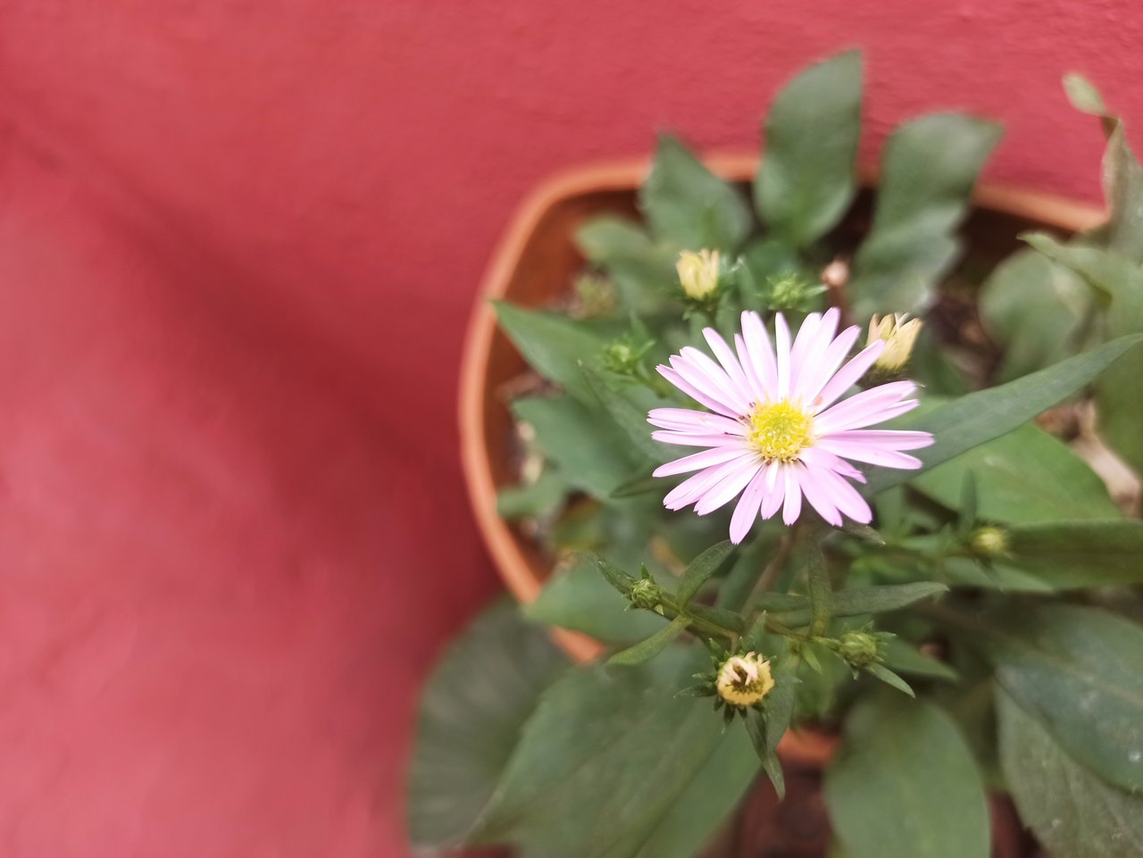https://images.ecency.com/DQmeBTnHP6dU8UuLfWh1RVtPBbNPizRD9UithdcTap4TxvJ/img_20250214_133440.jpg