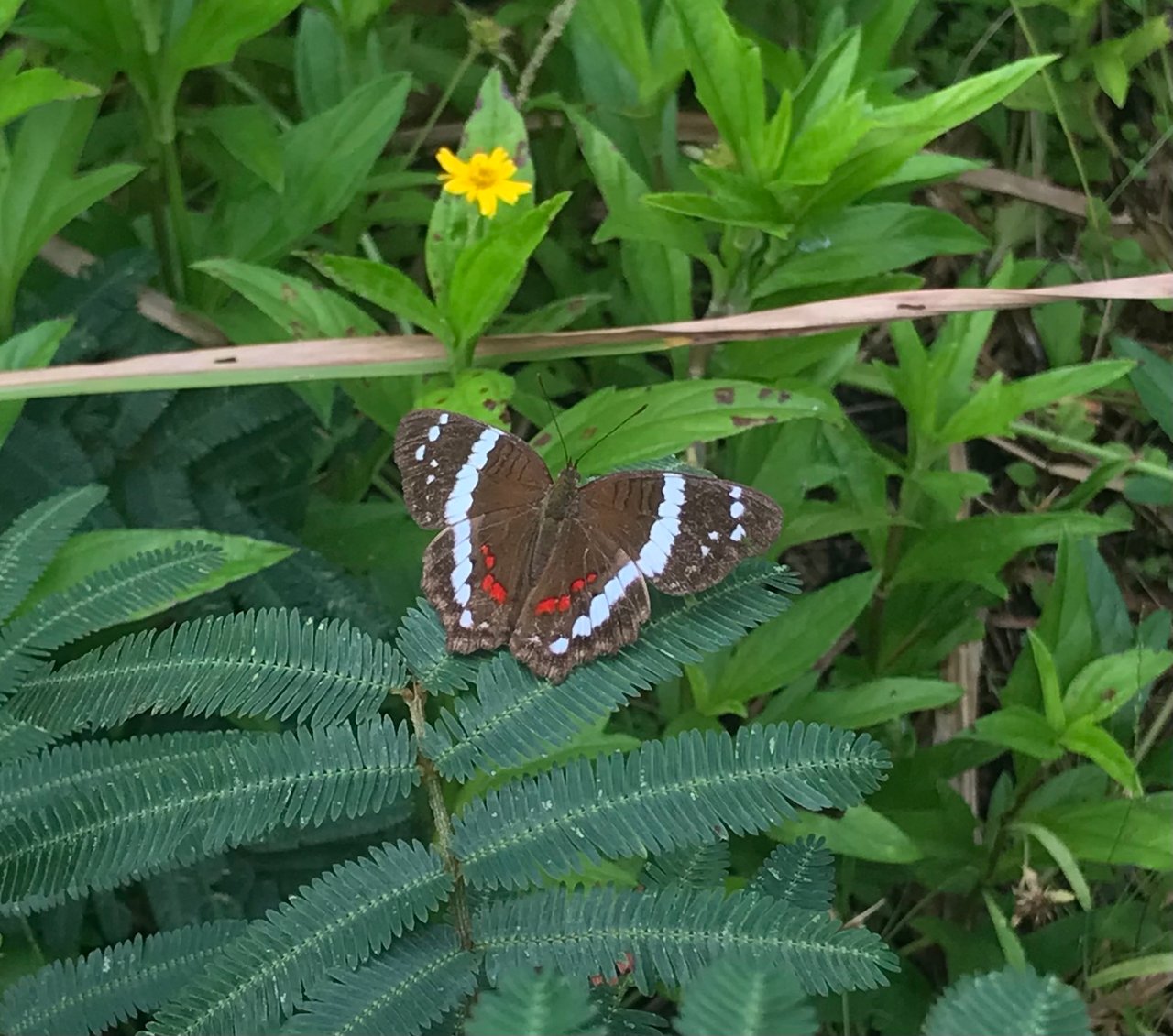 https://images.ecency.com/DQmeErsYsomRxP71p3H8gdJ5yvTDBCQShvX29yc5xjToM23/5fdcdcaa_cf8e_4916_945c_05e2ad359dc5.jpeg