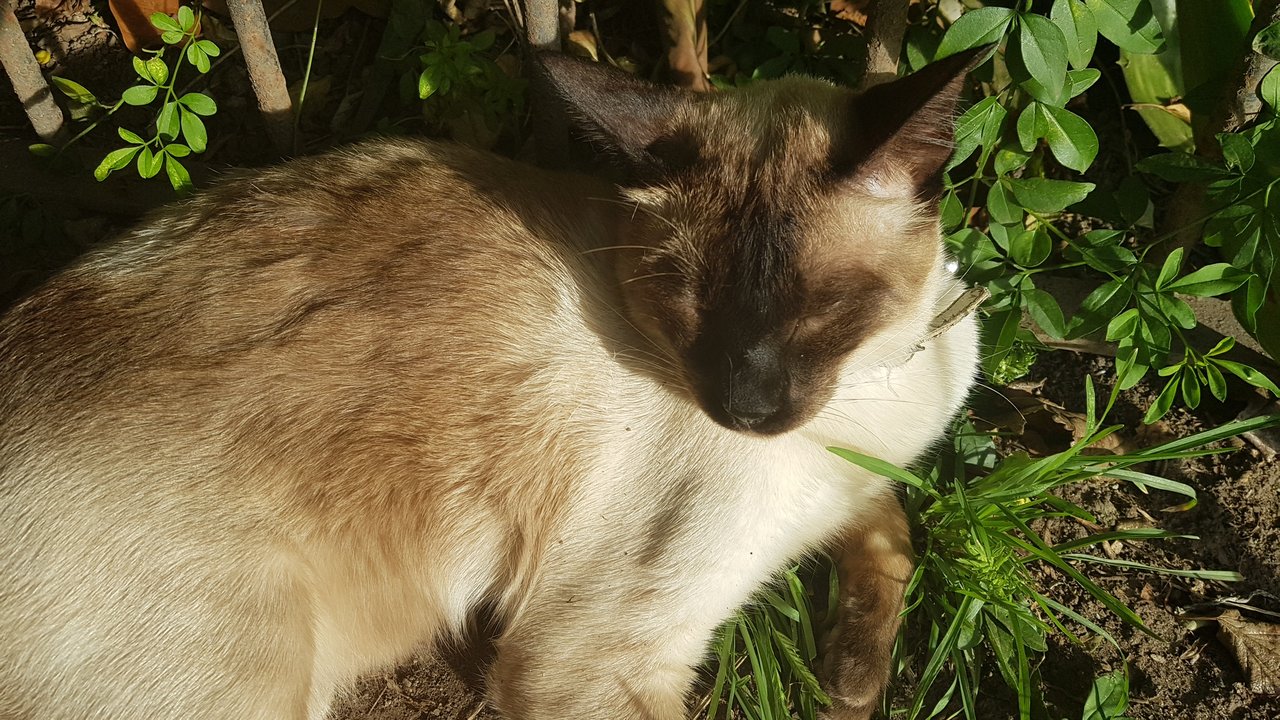 Tomando sol - Sunbathing [Esp-Eng]