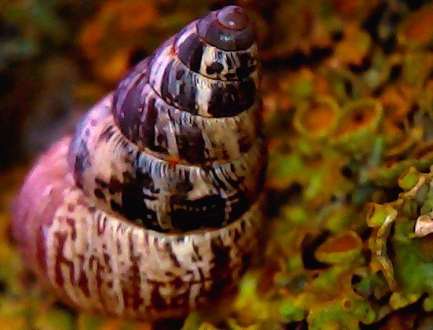 A heart on a tree with three very small snails