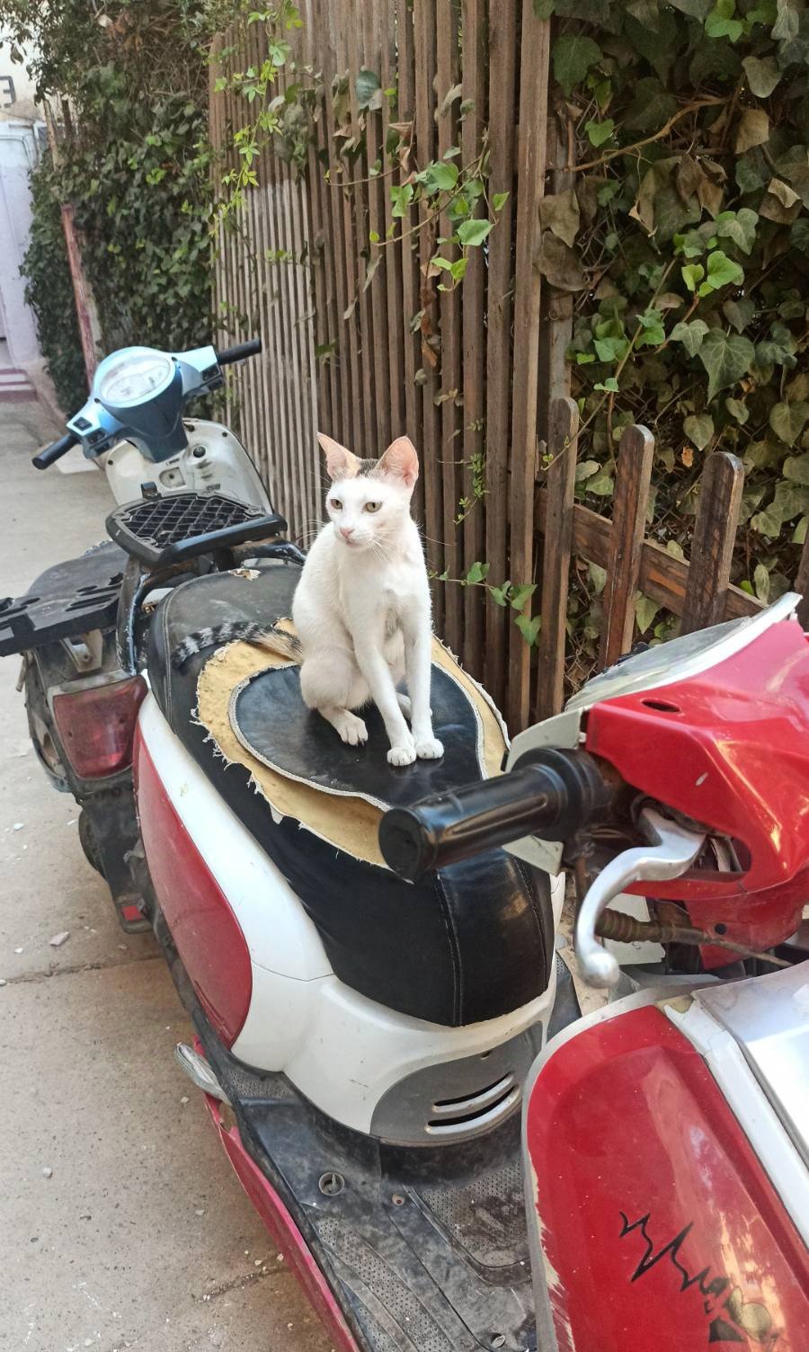 The biker cat