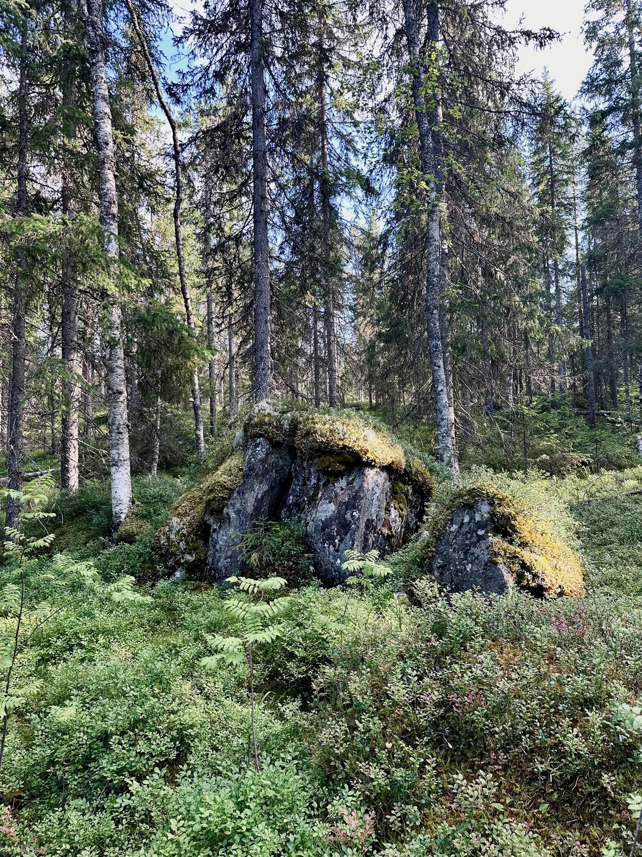 https://images.ecency.com/DQmeZTbJ54MrRNP5NJpsXykcpRFZxGWnYChQGSFdKV4EgRf/img_6992.jpeg