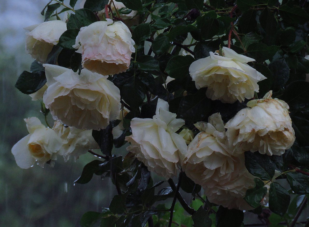 WHITE ROSES FOR THE RAINY TUESDAY
