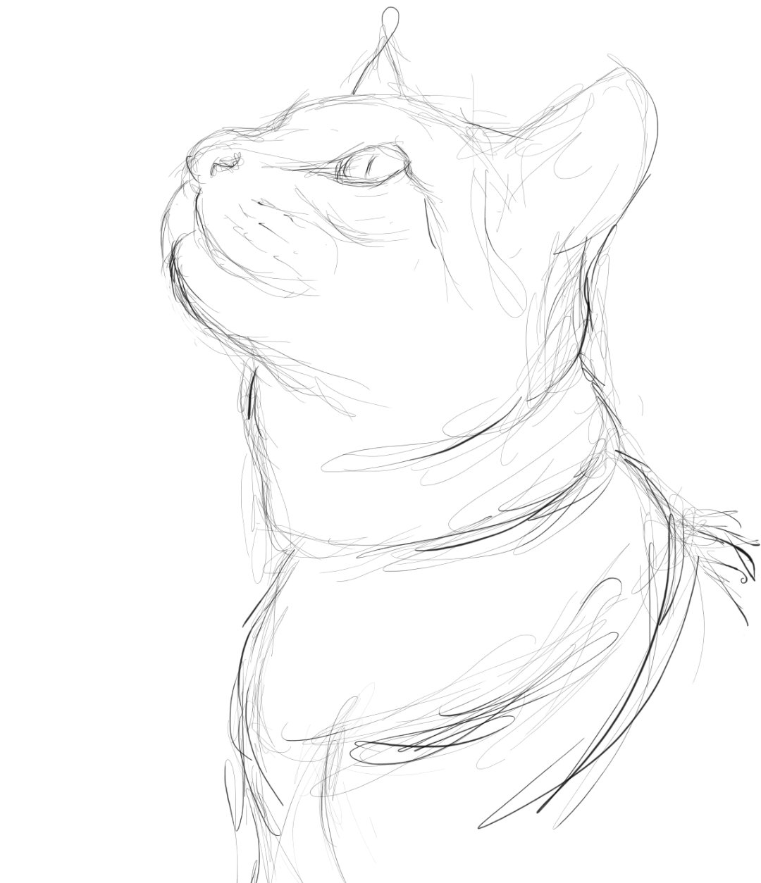 Cat - Digital Drawing 