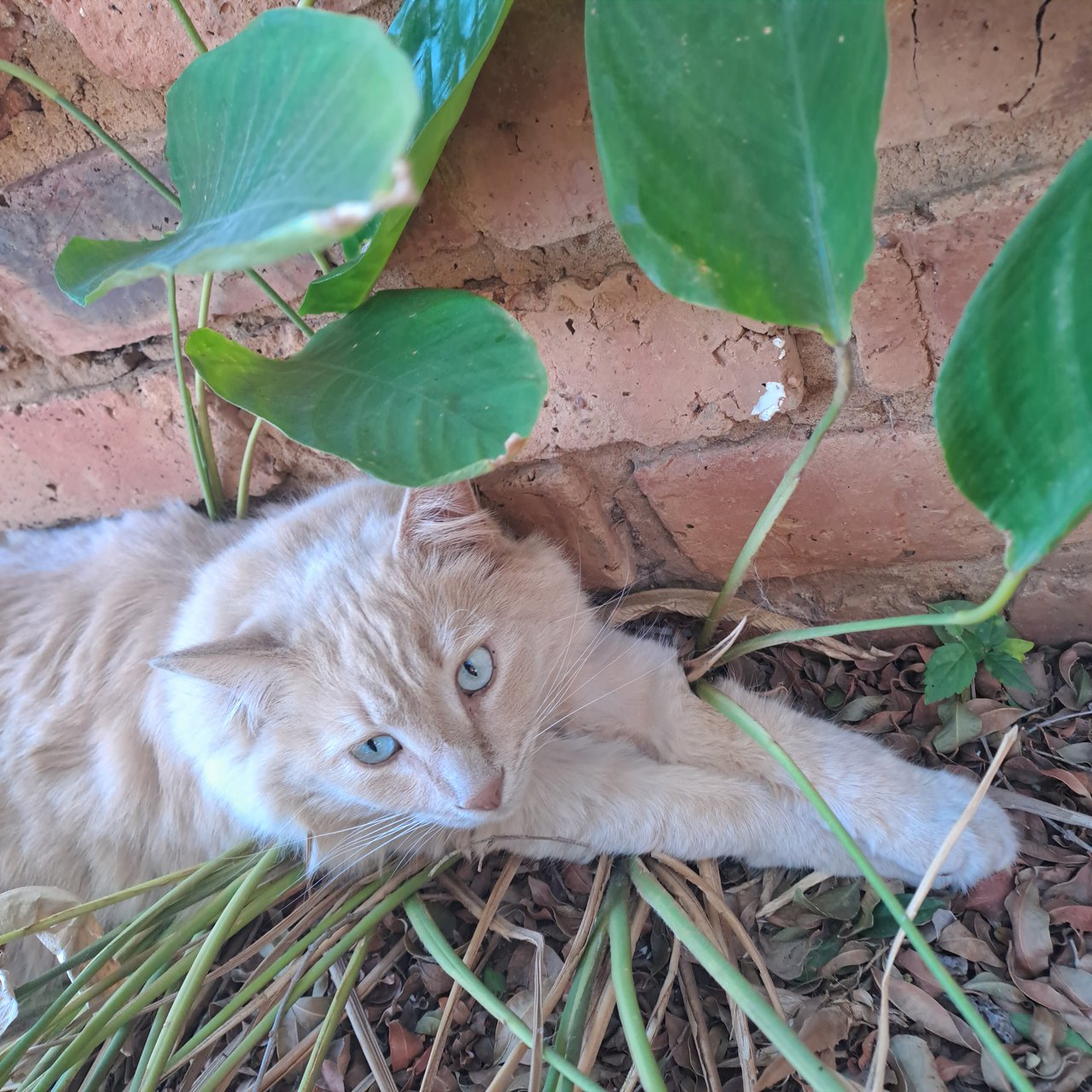 The 'Cheer Up' Cat Post - Furry Madness (Photo & Video)