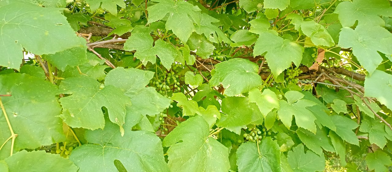 https://images.ecency.com/DQmeiu3tXCEPQyFSfk3BJZn8Yi5j4hPemVP6BJcDdb5MfD7/img_20240526_103441_633.jpg