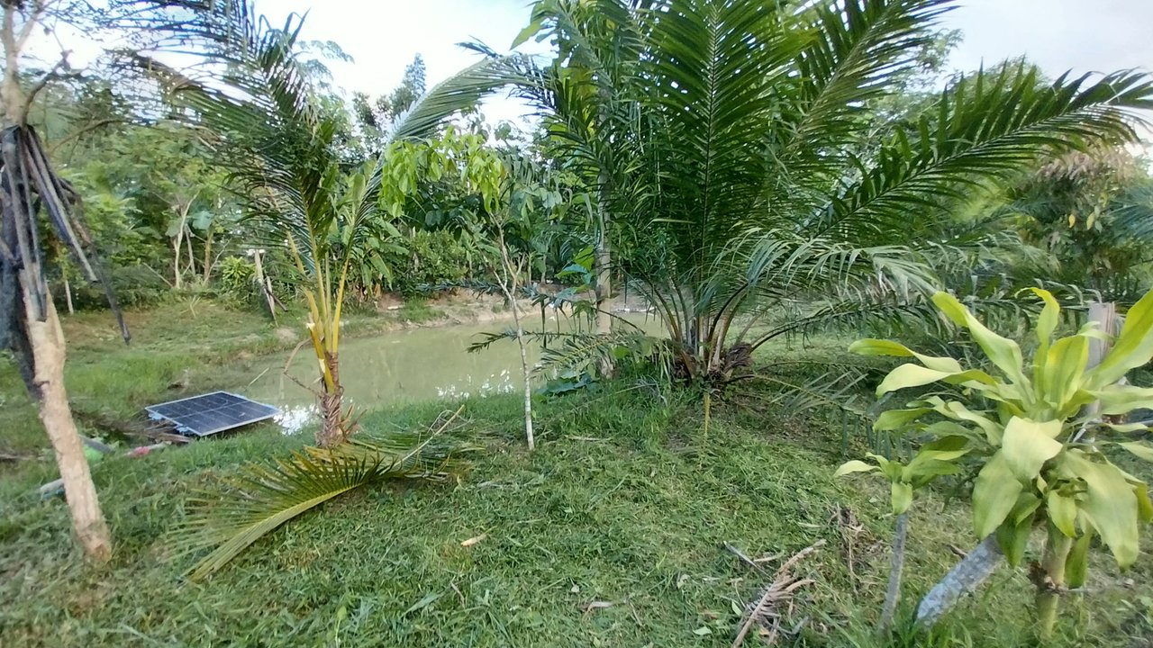 https://images.ecency.com/DQmekcAGJcuUfCkEj5ZHKLmf1g9U8RJ3zcj7ixvX2yyJvbM/1746085401090.jpg