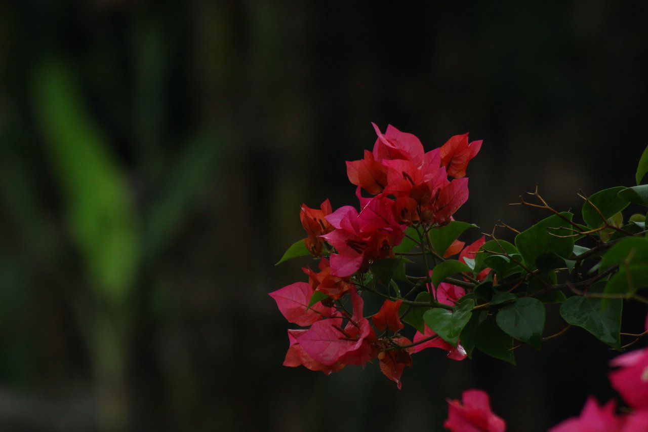https://images.ecency.com/DQmepAUFLLkfLPsXk9hWSvvmSVqzwcBhzN9iiZ9stvLWSMT/img_1323.jpg