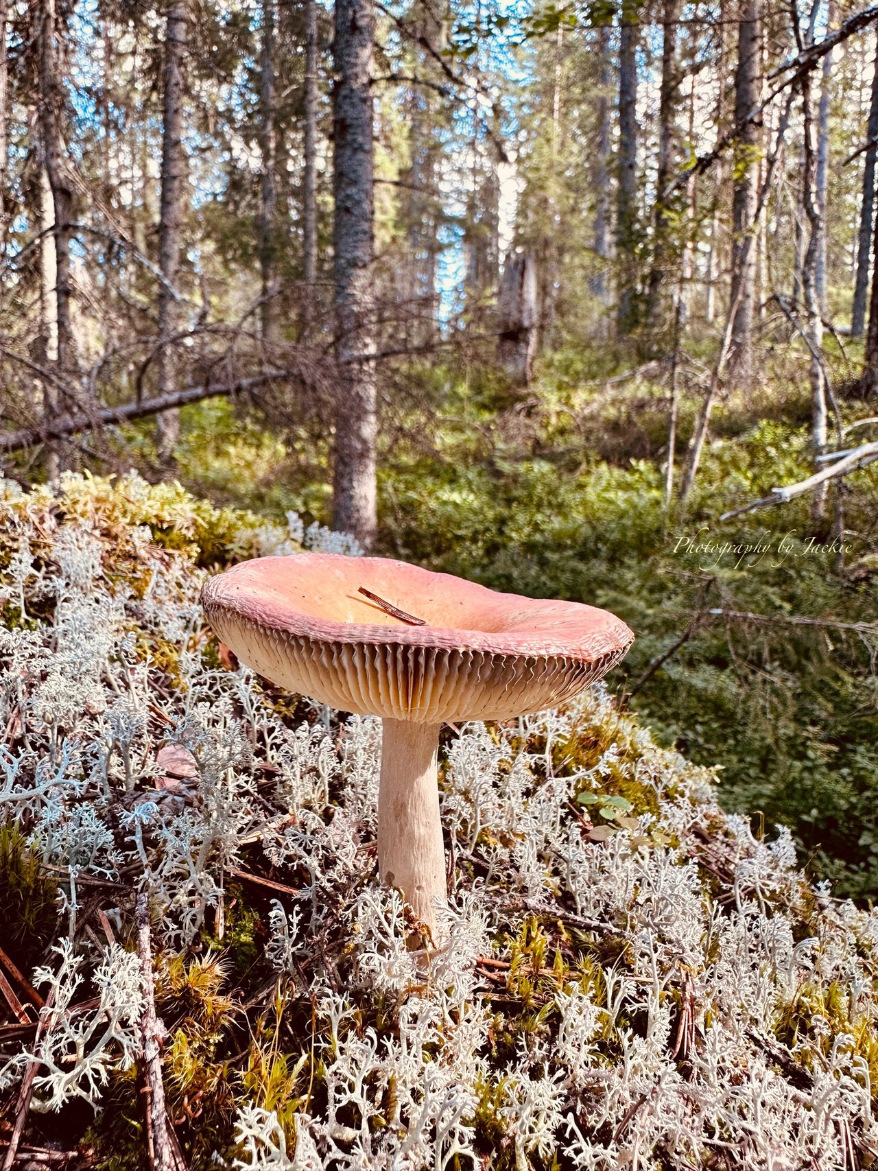 https://images.ecency.com/DQmezZGdYAV28vKkN4FCLgbPBxtXw6zonqAEKHooHoyVzex/img_6779.jpeg