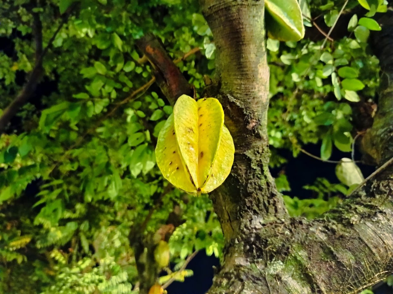 https://images.ecency.com/DQmfBoiWGfhvdpqQqUCc5PmT2Cz8yLohKdptEddcdpUbsaY/1748879301366.jpg