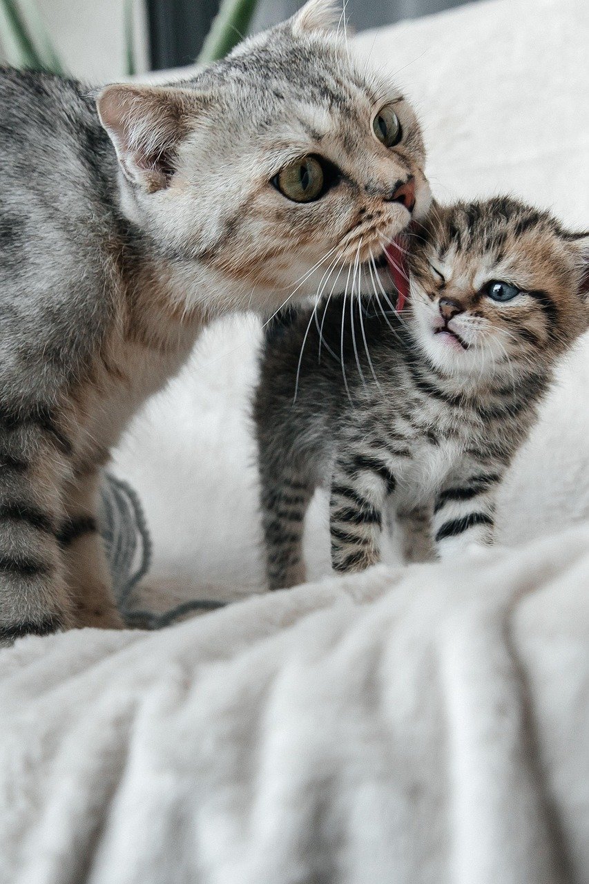 https://images.ecency.com/DQmfGq5NkApTui3SuATSroYDUzG6yFsa1zAXLx7SgjSE8xR/mother_7271315_1280.jpg